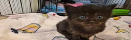 Mixed Breed cats for sale: Re available 2 girls one long hair - Advert 9