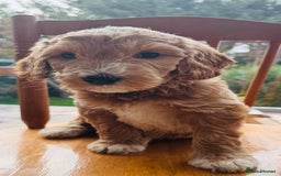 Double Doodle dogs for sale: Australian Goldendoodle puppies - Image 4