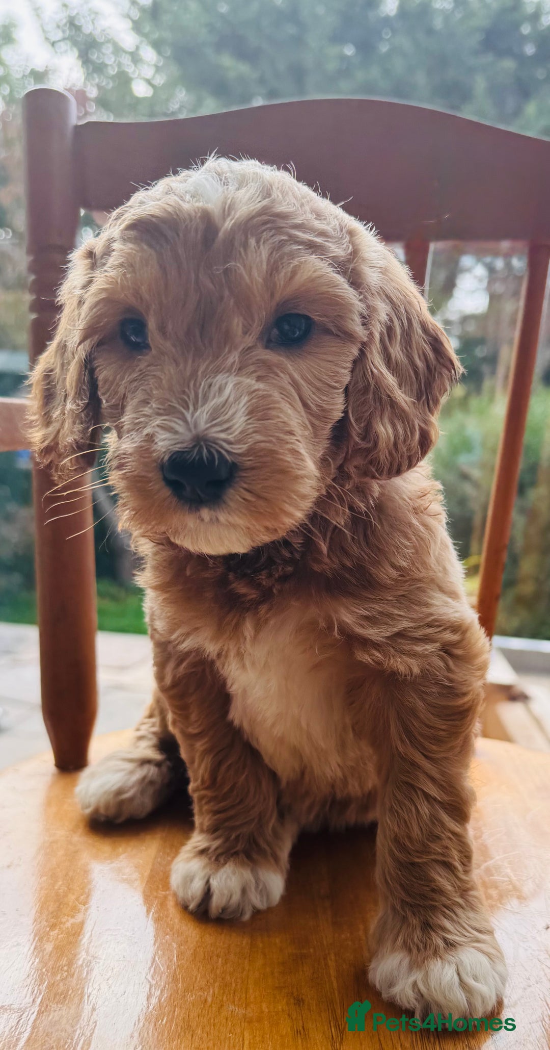Double Doodle dogs for sale: Australian Goldendoodle puppies - Image 4