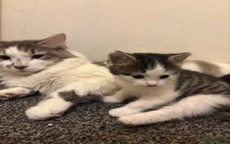 Turkish Van cats for sale: Cat mix beauty  - Image 2