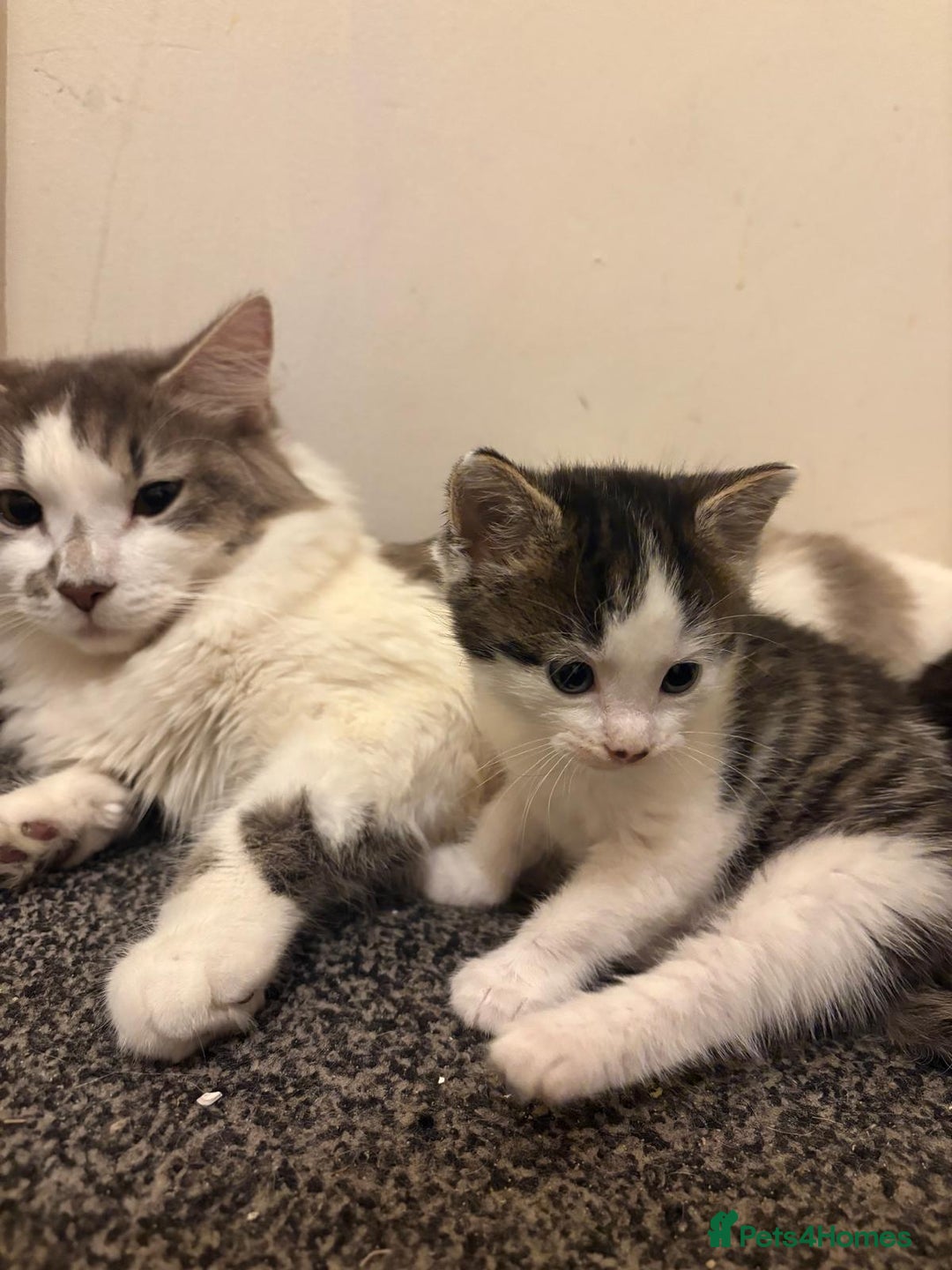 Turkish Van cats for sale: Cat mix beauty  - Image 2