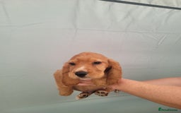Cocker Spaniel dogs for sale: Cocker spaniel puppies - Image 4
