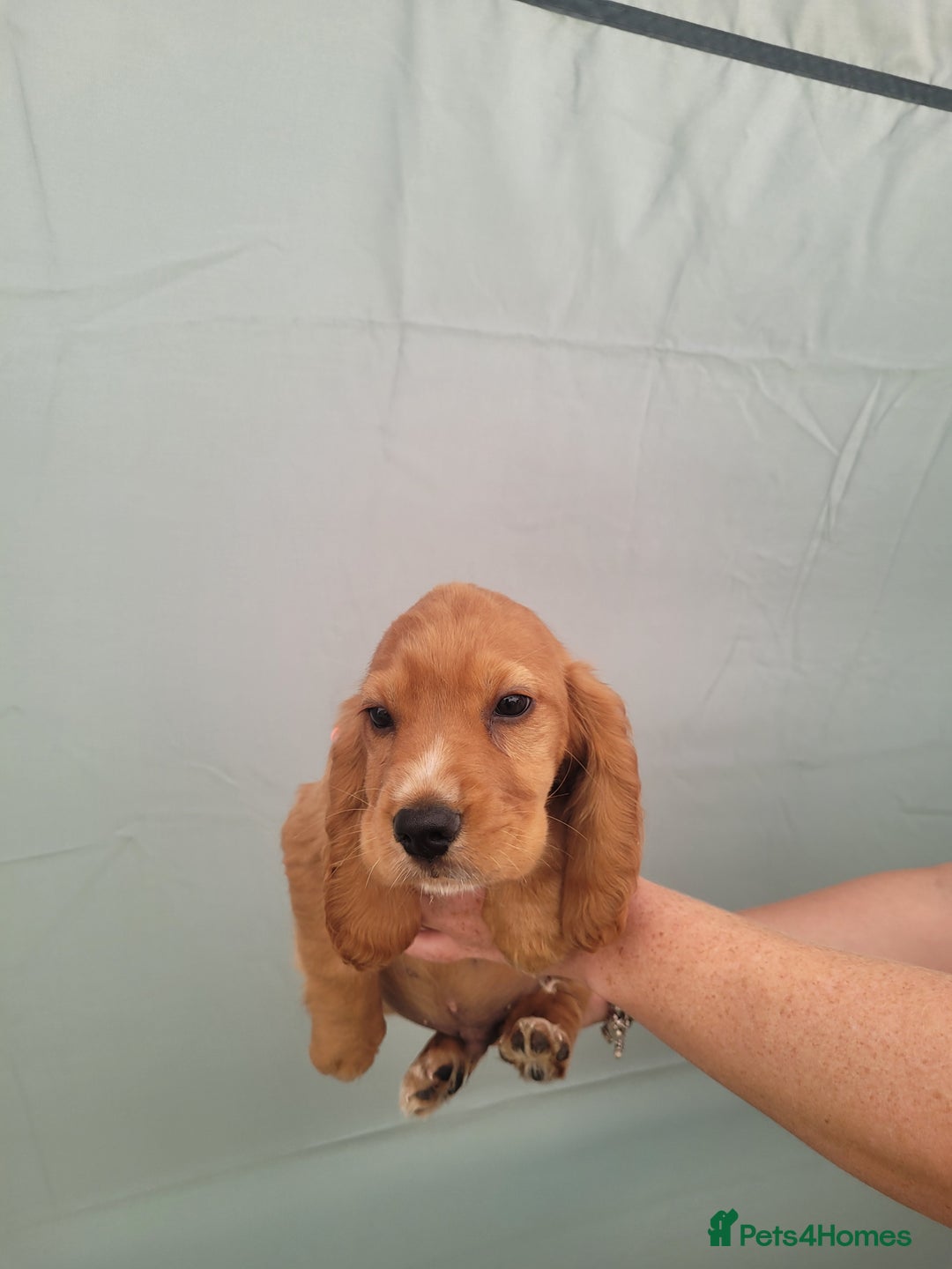 Cocker Spaniel dogs for sale: Cocker spaniel puppies - Image 4