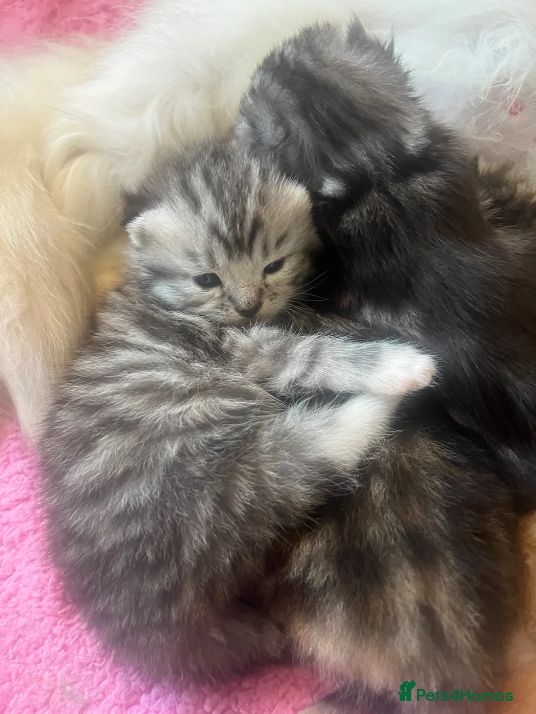 Persian cats for sale: Half Persian Kittens - Advert 2