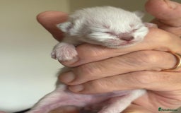 Bengal cats for sale: Bengal kittens  - Image 7