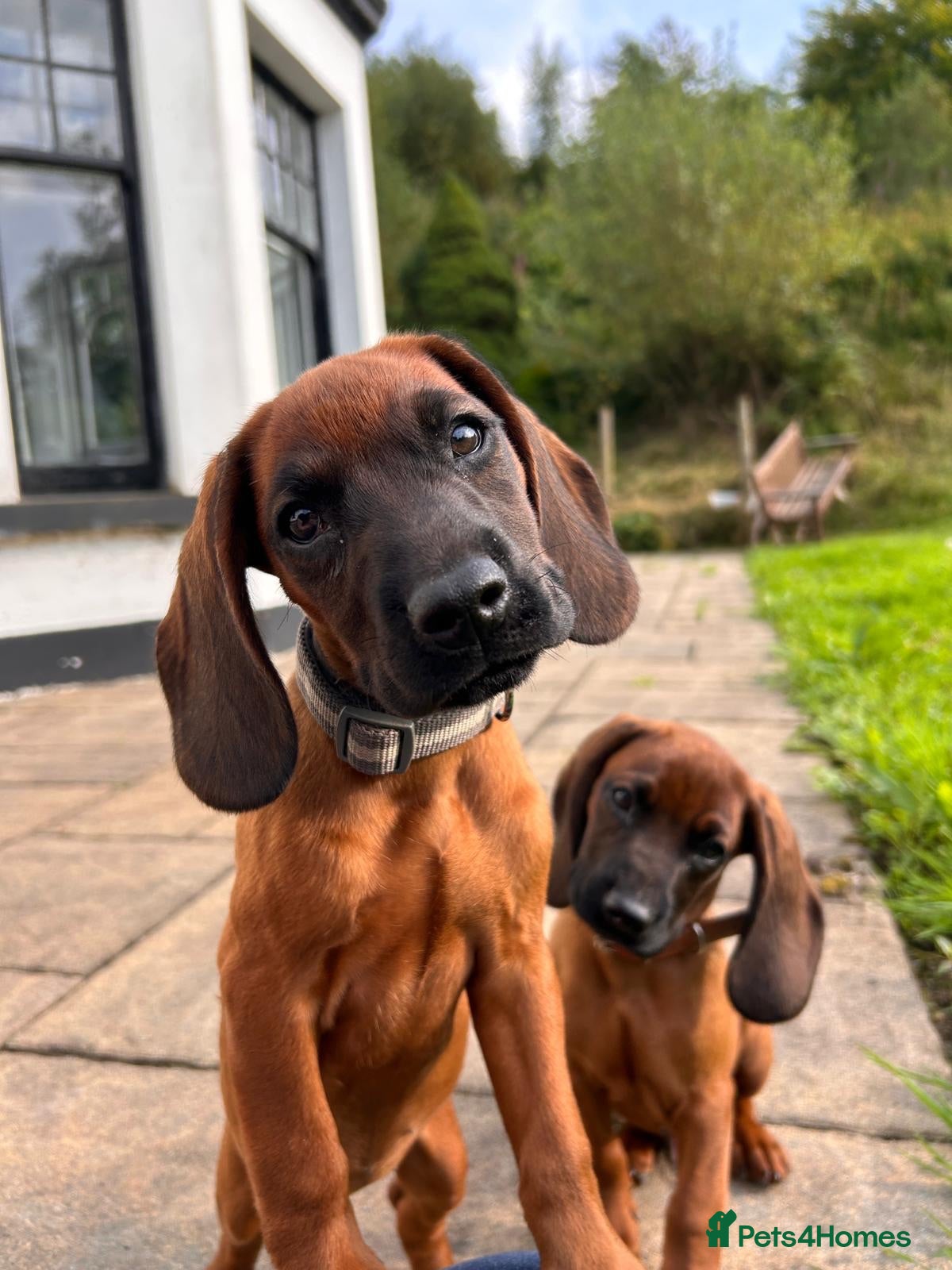 Bavarian Mountain Hound dogs Bavarian mountain hound pups - Advert 2