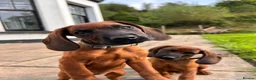 Bavarian Mountain Hound dogs for sale: Bavarian mountain hound pups - Advert 1