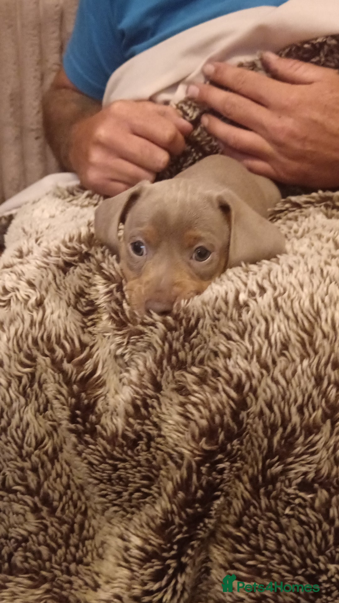 Miniature Dachshund dogs for sale: DWKC-REGISTERED- Miniature Dachshund Puppies  - Image 6