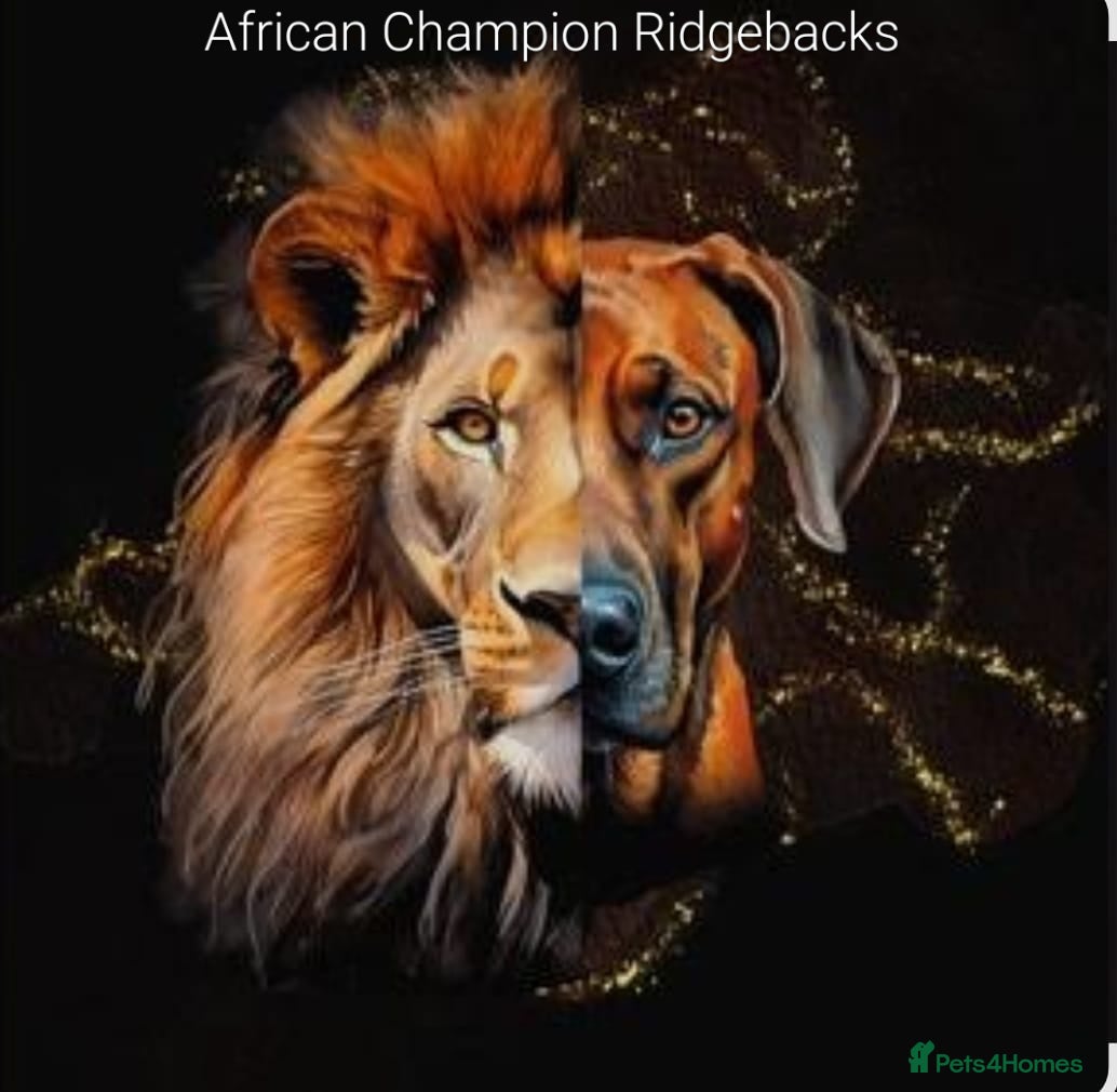 Rhodesian Ridgeback dogs KC OUTSTANDING PEDIGREE RHODESIAN RIDGEBACK  - Advert 2