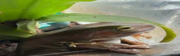 Frog reptiles for sale: 4 adult tree frogs with setup.  - Advert 4