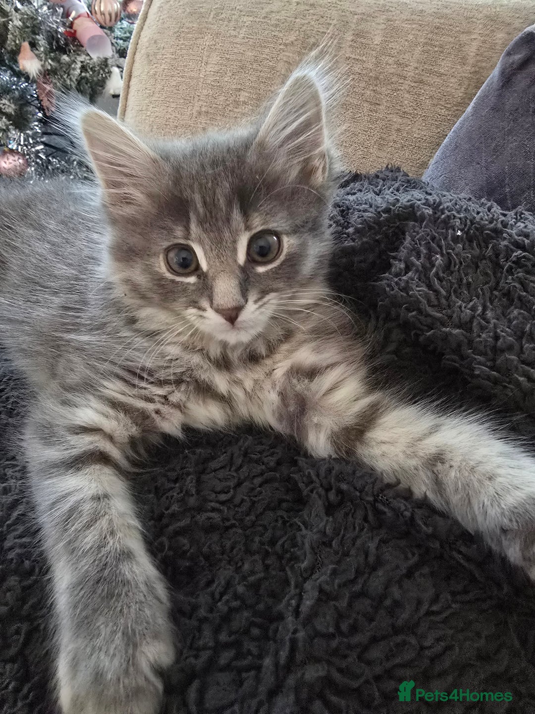 Mixed Breed cats for sale: Darcy looking for her forever home  - Image 3