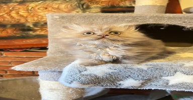 Persian cats - Advert 5