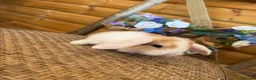 Mini Lop rabbits for sale: ✨ Mini Lop Bunnies | Harlequin & Rare Varieties   - Advert 3