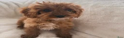 Cavapoo dogs for sale: Cavapoobabiesuk litter has arrived - Advert 4