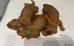 Miniature Poodle dogs for stud: Miniature red poodle stud  in Maidstone - Image 14