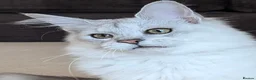 Maine Coon cats for sale: Tica Registered Shaded Kitten - Advert 1