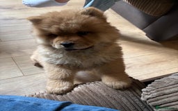 Chow Chow dogs for sale: Gorgeous chow chow girl  - Image 2
