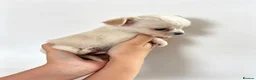 Chihuahua dogs for sale:  Chihuahuas  - Advert 11