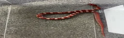 Corn Snake reptiles for sale: Baby Corn Snakes 🐍  - Advert 6