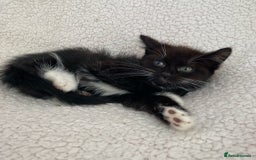 Domestic Shorthair cats for sale: Fluffy Black and White Male Kitten  - Image 4