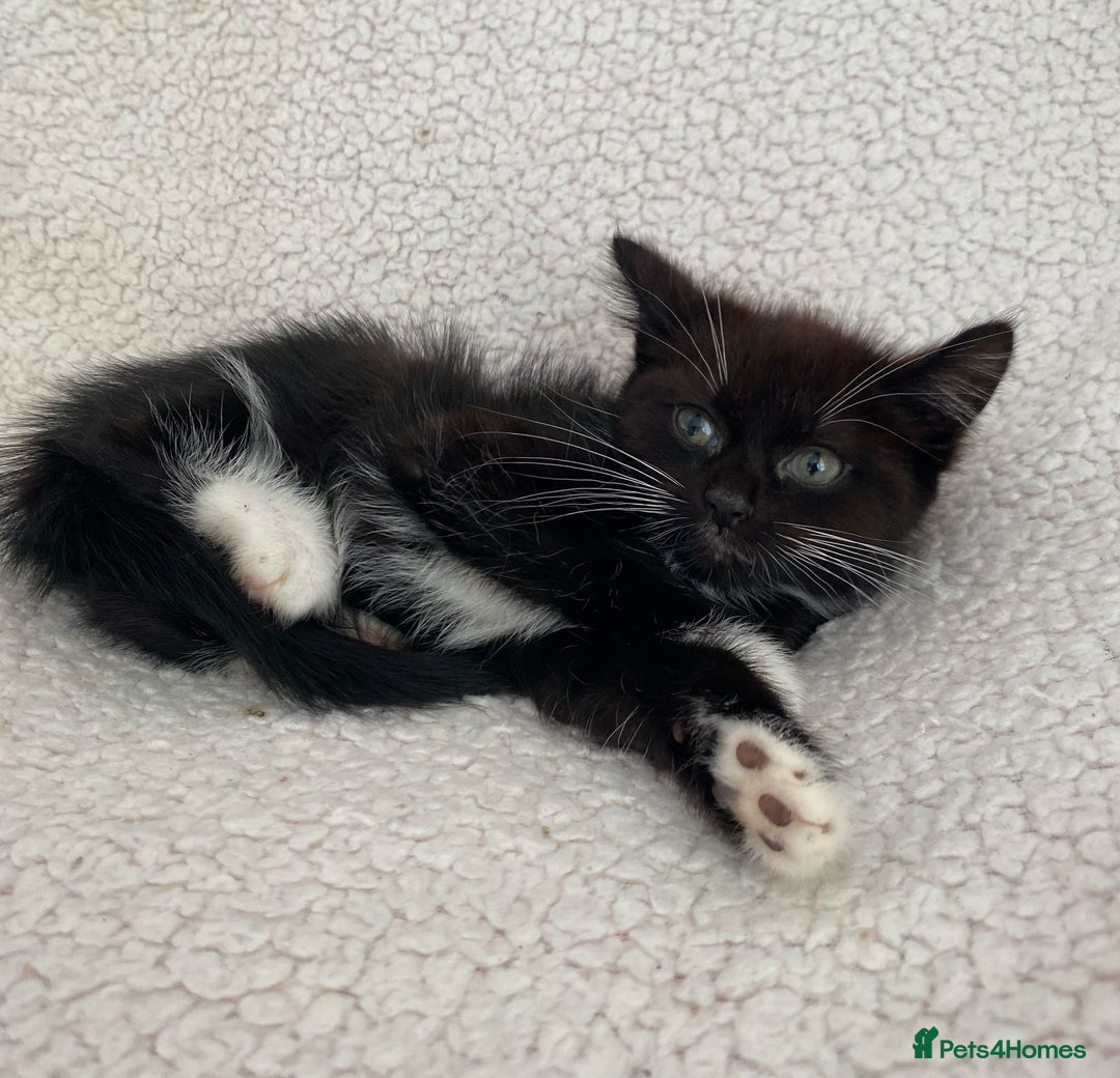 Domestic Shorthair cats for sale: Fluffy Black and White Male Kitten  - Image 4