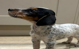 Mixed Breed dogs for sale: Beautiful Cocker cross Jack Russell puppies  - Advert 3