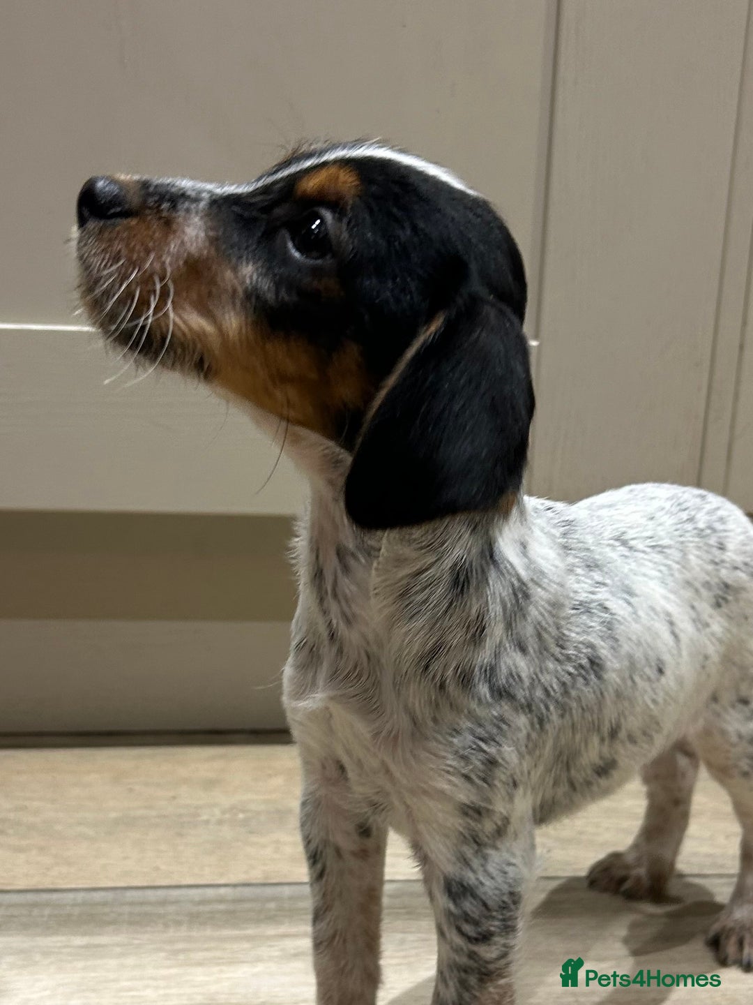 Mixed Breed dogs for sale: Beautiful Cocker cross Jack Russell puppies  - Advert 3