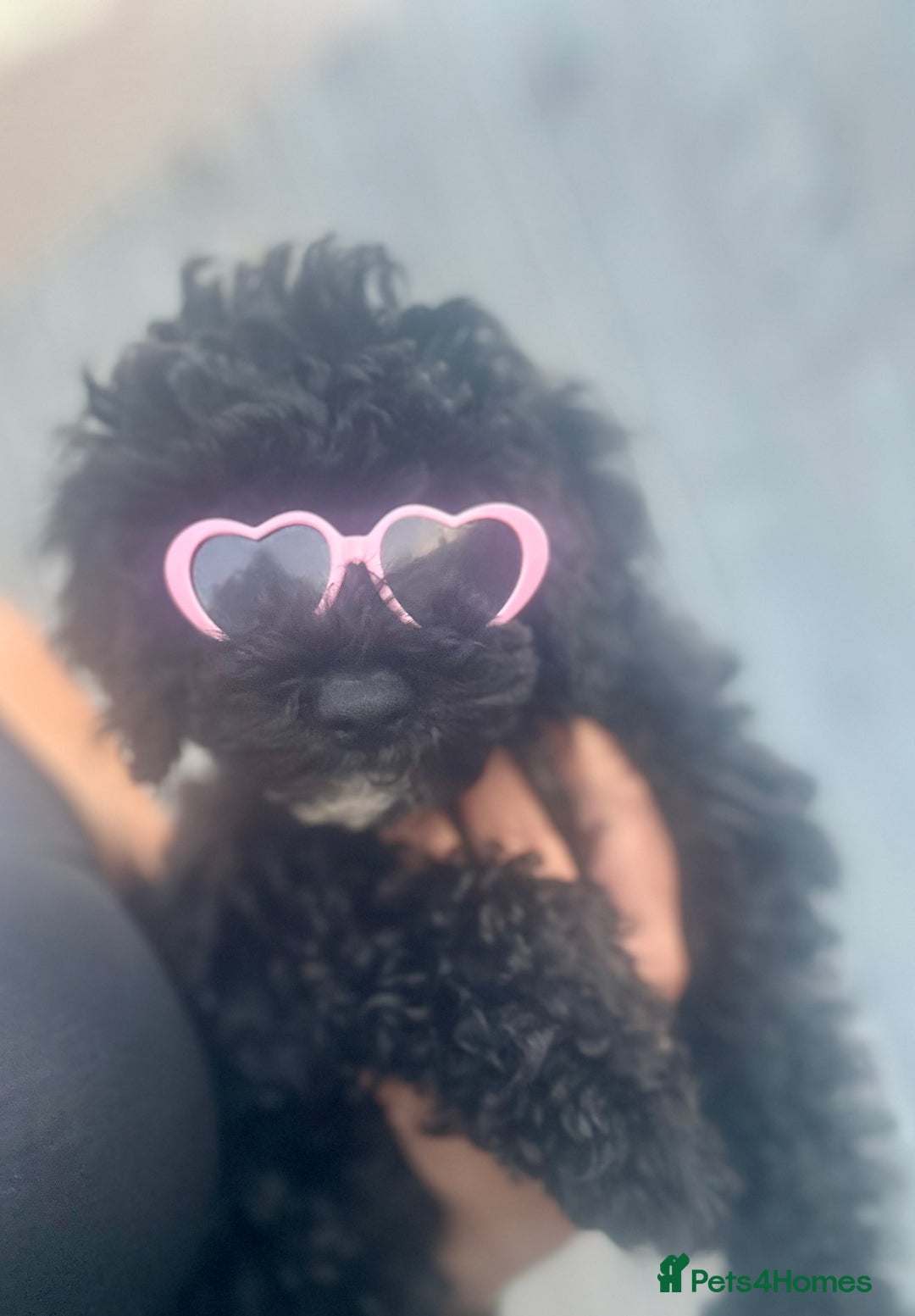 Maltipoo dogs for sale: Stunning F1b Toy Maltipoo puppies  in Bristol - Image 2