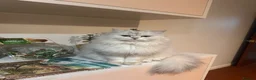 British Longhair cats for sale: Male kitten British Longhair - Advert 6