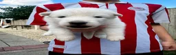 White Swiss Shepherd dogs for sale: 🏆KC WSS Champion Bloodline stunning puppies - Advert 29