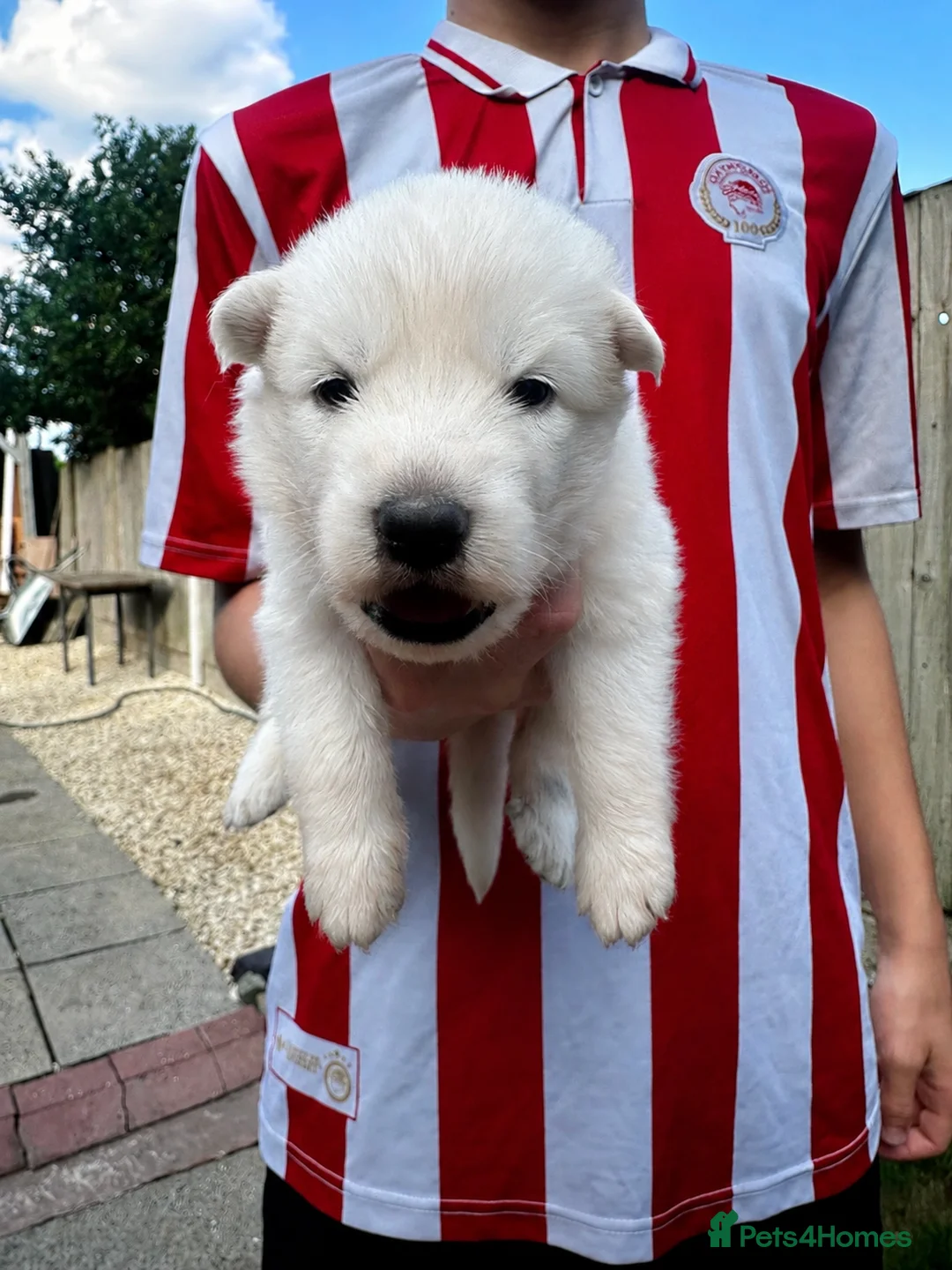 White Swiss Shepherd dogs for sale: 🏆KC WSS Champion Bloodline stunning puppies - Advert 29