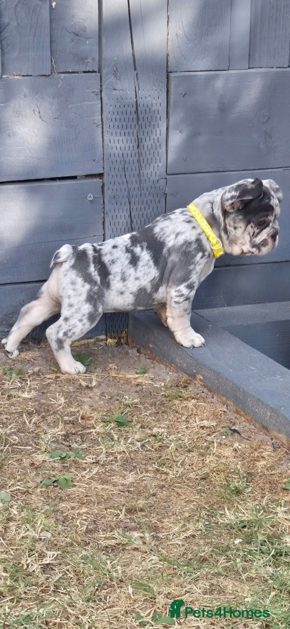 French Bulldog dogs Reduced 1 Girl for their forever homes. - Advert 2