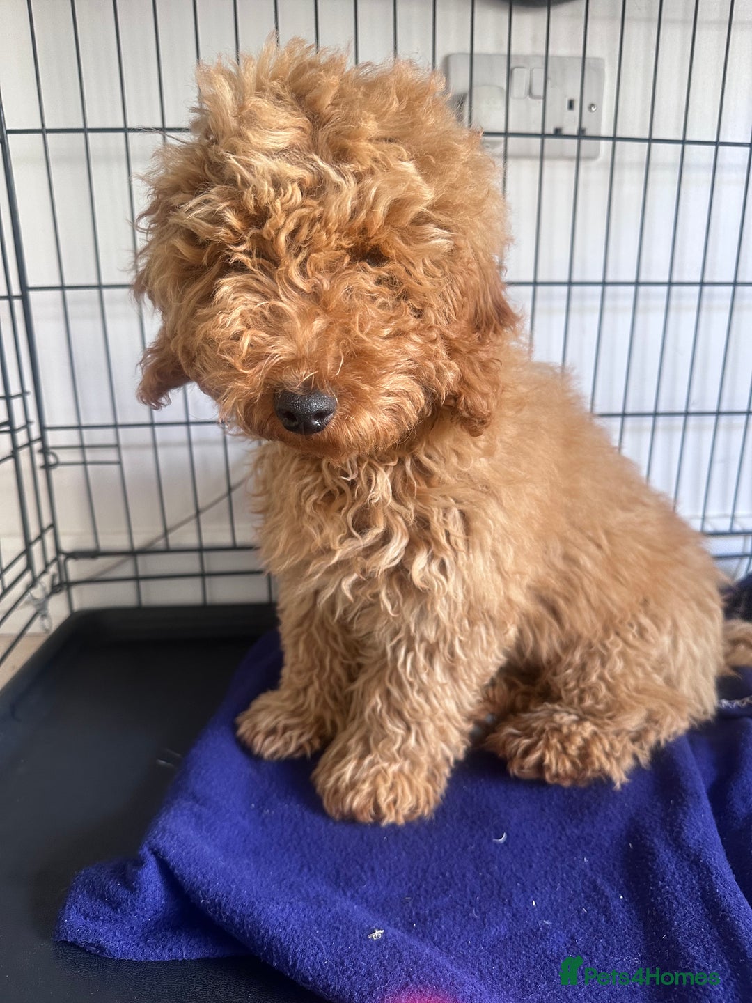 Miniature Poodle dogs for sale: For sale  - Image 1