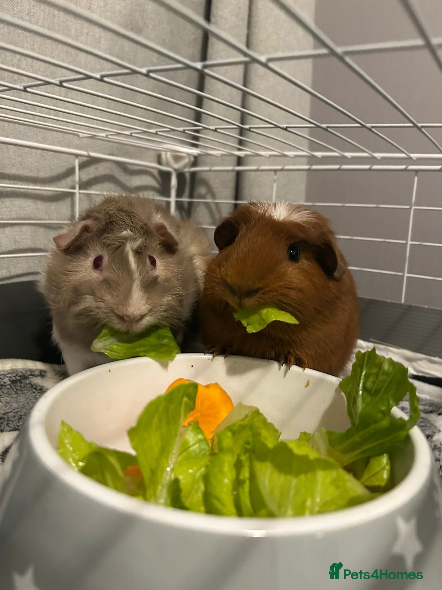 Guinea Pig rodents 2 boy guinea pigs with 3 cages and accessories - Advert 14