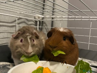 Guinea Pig rodents 2 boy guinea pigs with 3 cages and accessories - Advert 1