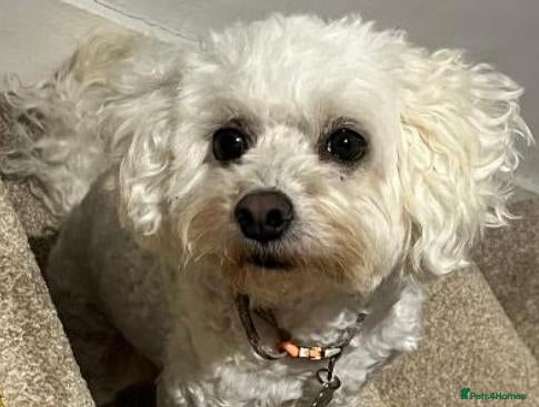 Maltipoo dogs Gorgeous, loving Abby - Advert 1