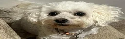 Maltipoo dogs for sale: Gorgeous, loving Abby in Northolt - Advert 1