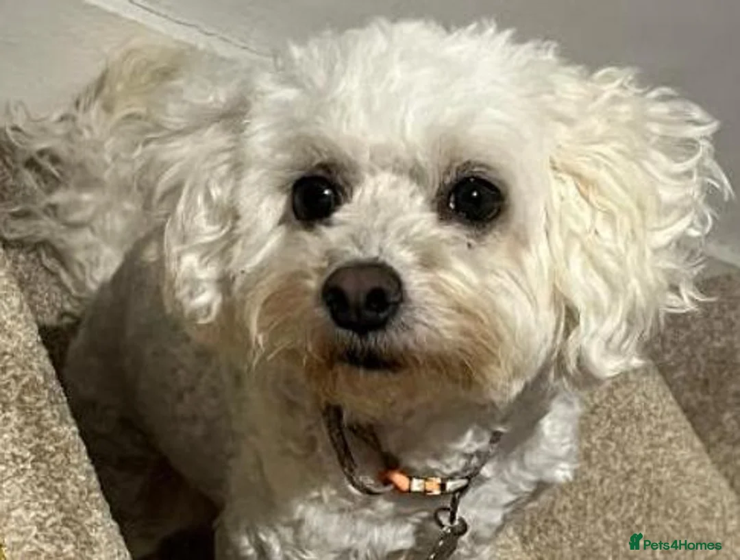 Maltipoo dogs for sale: Gorgeous, loving Abby in Northolt - Advert 1