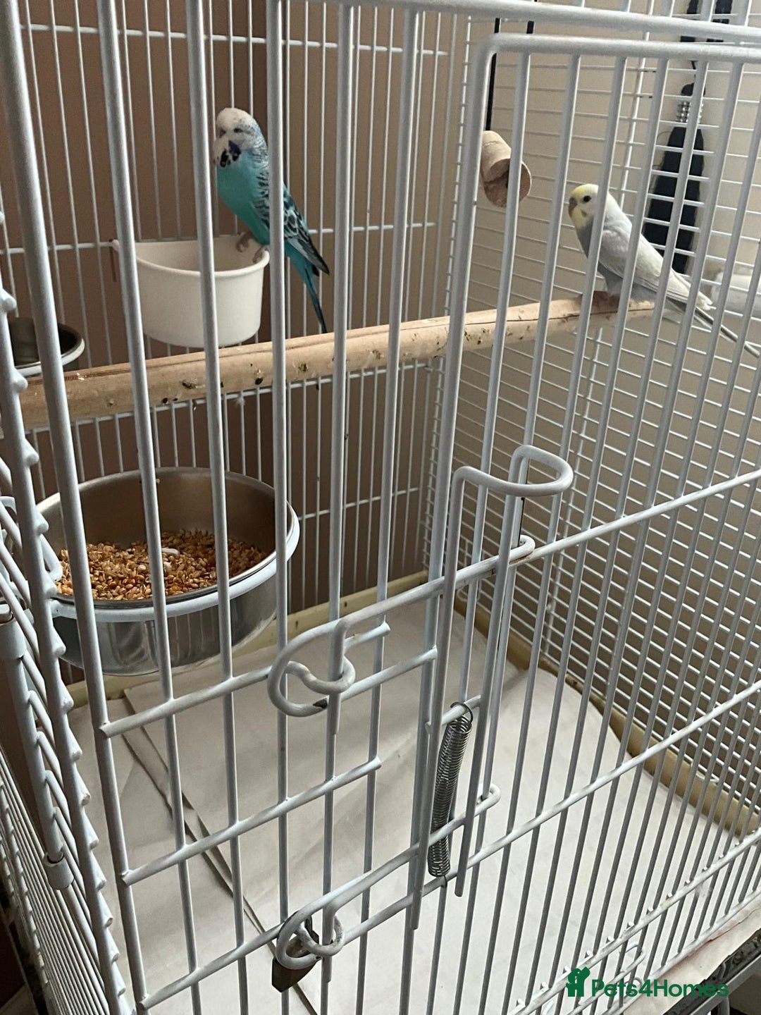 Budgerigars birds for sale: Various Budgies for sale.  - Image 2