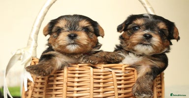Yorkshire Terrier dogs - Advert 5