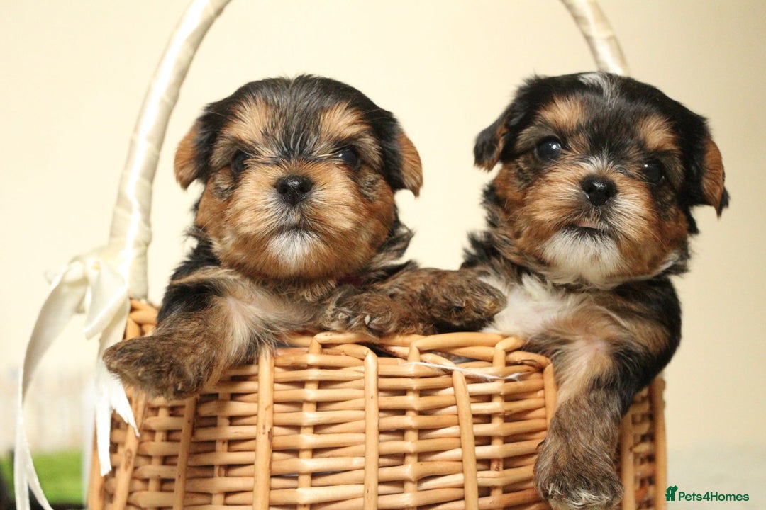 Yorkshire Terrier dogs for sale: Gorgeous Yorkshire puppies  - Image 3