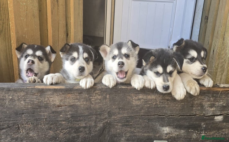 Siberian Husky dogs - Advert 14