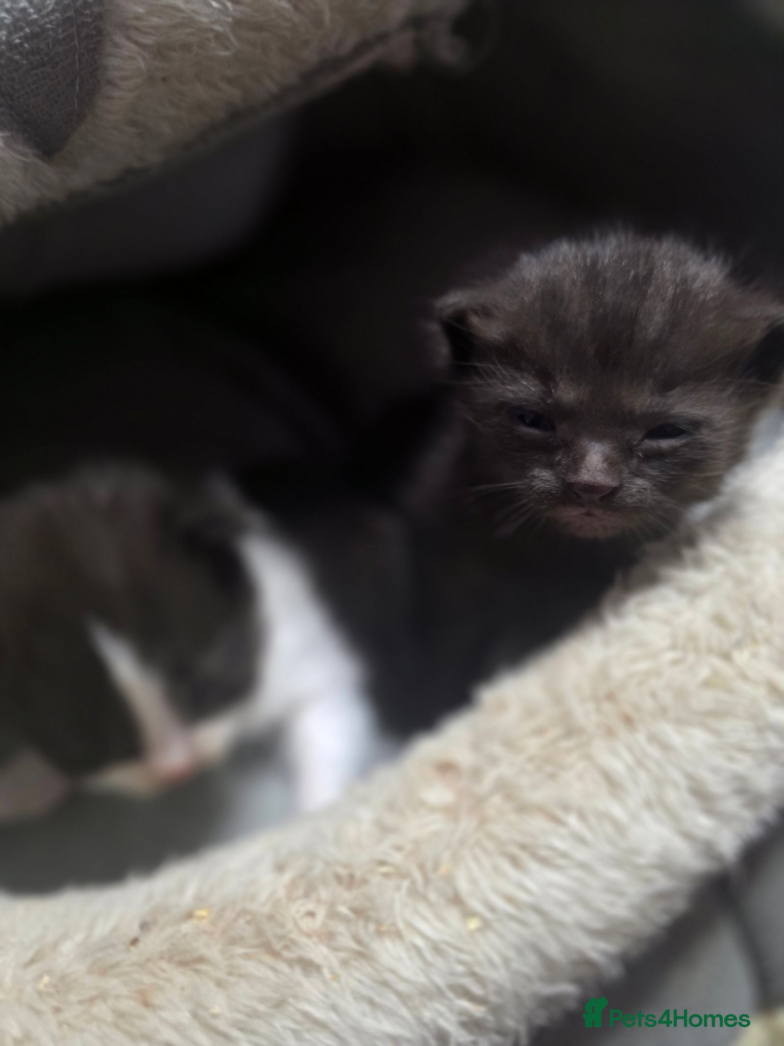 British Longhair cats Two male kittens - Advert 4
