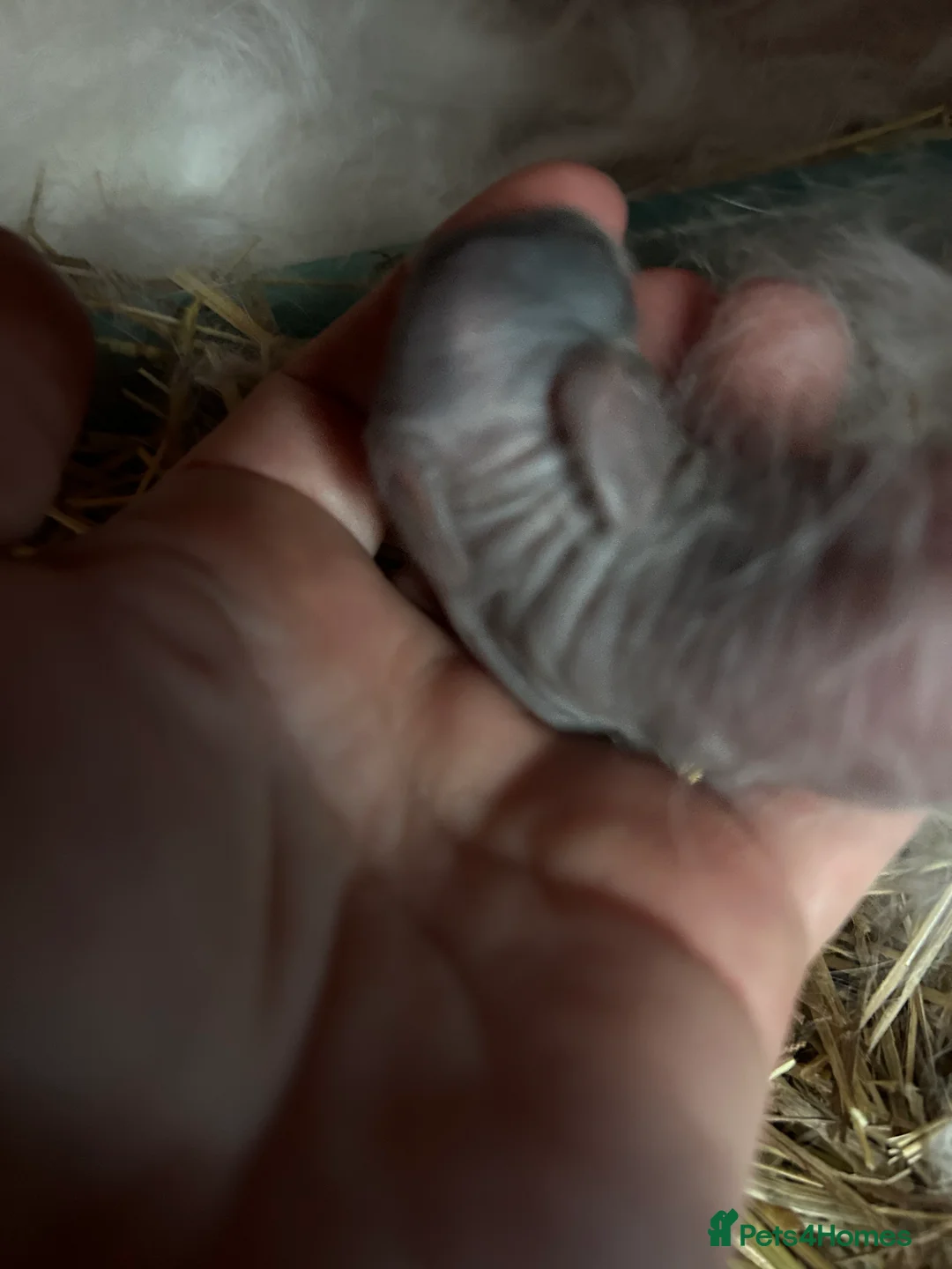 Mini Lop rabbits for sale: Mini Lop Babies - Advert 7