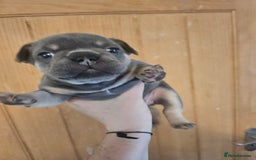 French Bulldog dogs for sale: 🔥Exquisite French Bull Dog Puppies 🔥 - Advert 28