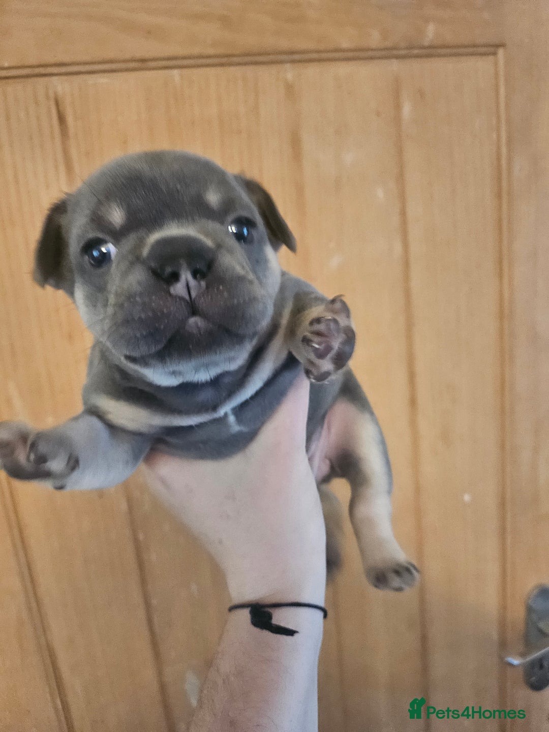 French Bulldog dogs for sale: 🔥Exquisite French Bull Dog Puppies 🔥 - Advert 28