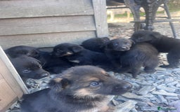 Labrador Retriever dogs for sale: Incredible repeat mating  - Image 22