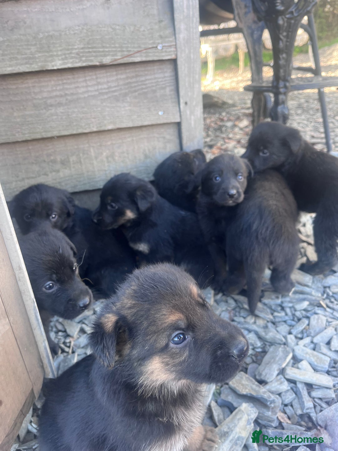 Labrador Retriever dogs for sale: Incredible repeat mating  - Image 22