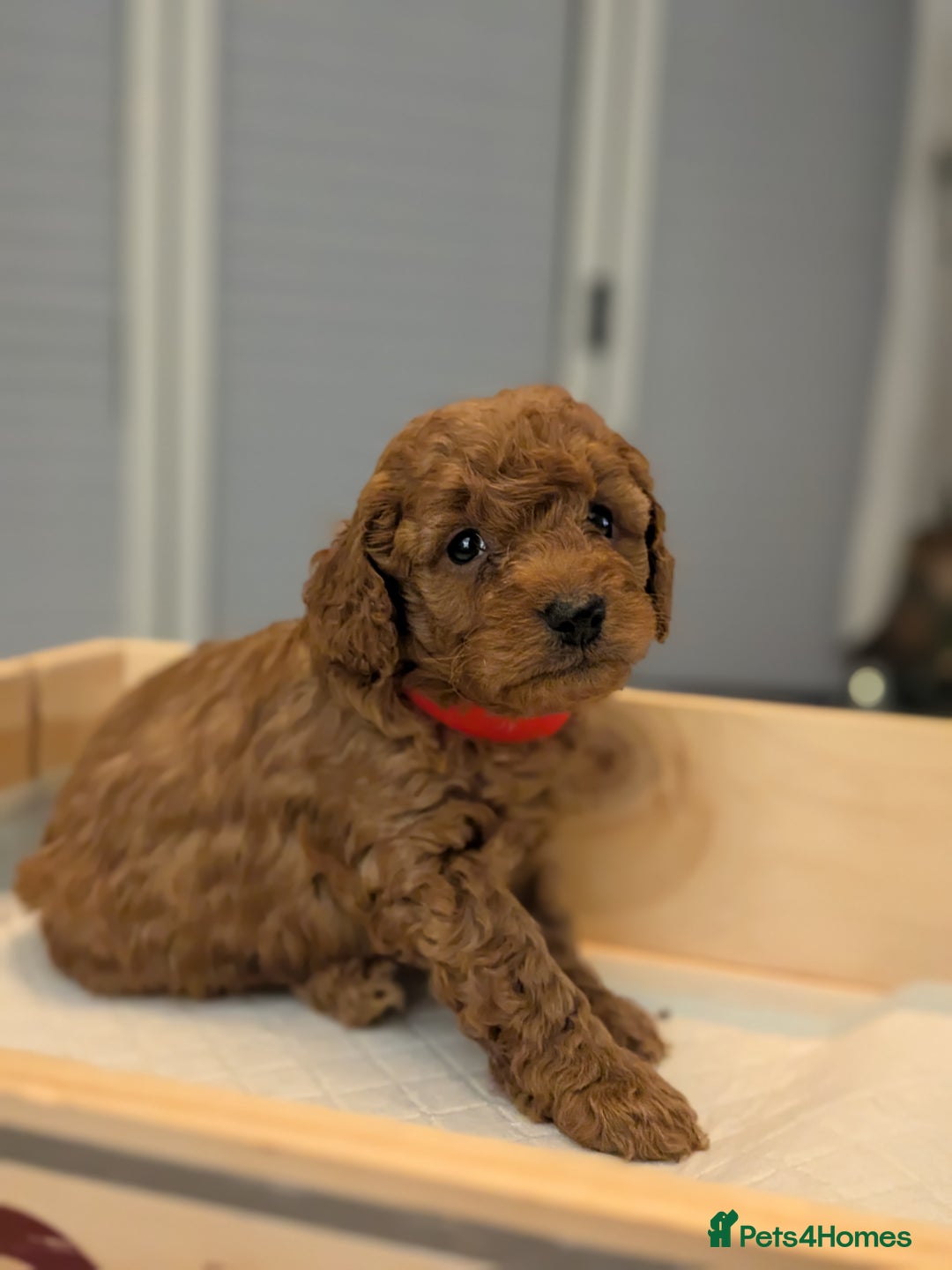 Cockapoo dogs for sale: F2 Cockerpoos Ready for their new homes. - Advert 33
