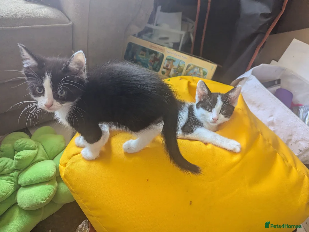 Mixed Breed cats for sale: 4 gorgeous kittens ds X ragdoll X russian blue - Advert 2